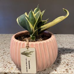 Snake Plant