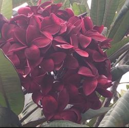 Plumeria- Fresh Cutting