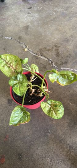 Arrowhead plant