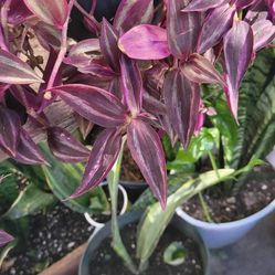 Wandering Jew Purple Tradescantia Zebrina Live Plant