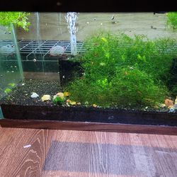 Multiple Fish Tanks For Sale