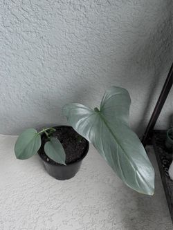 Philodendron  silver  sword plant