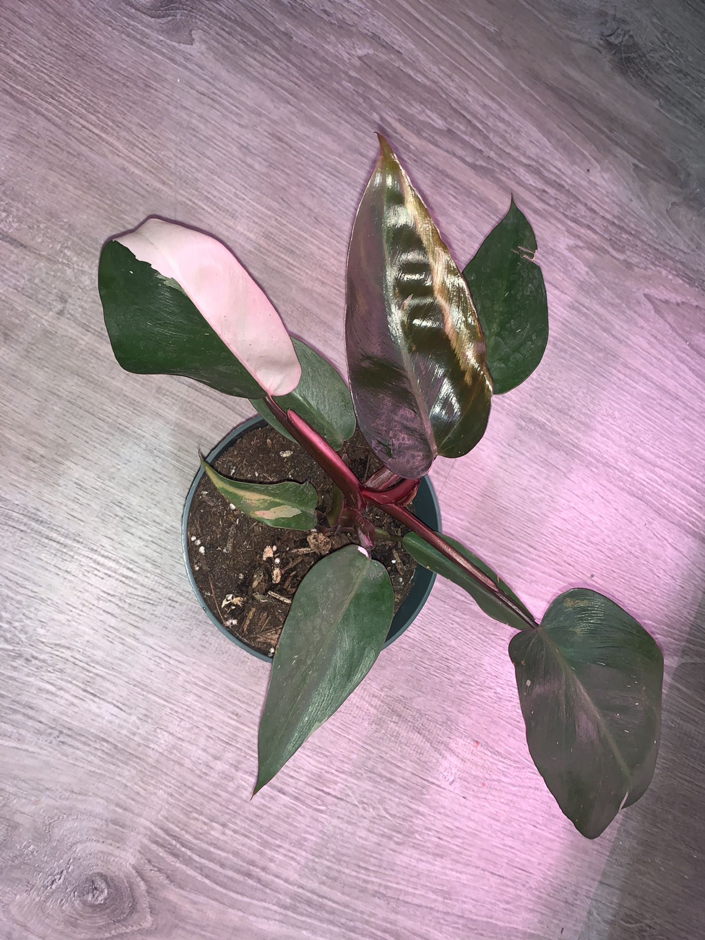 Pink Princess Philodendron with new growth