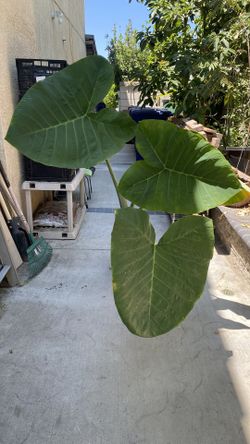 Elephant Ear Plants - Do Best In Bright Shaded Area/Under Patio/Indoor $27 (SOLD!)