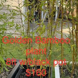 Golden Bamboo plant  8ft w/black planter