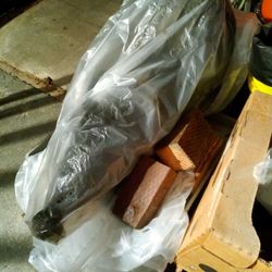 Mustang 1999 V6 Transmission Special Edition $300