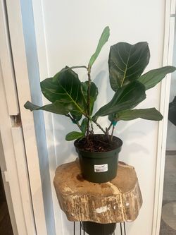Plant