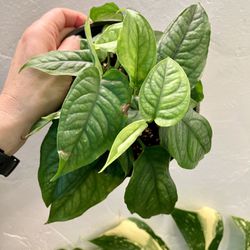 Monstera Siltepecana Plant In 6” Pot 