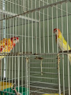 Cages