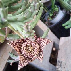 Stapelia ORBEA Variegated Plant $15