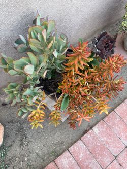 Succulent arrangement in a medium pot