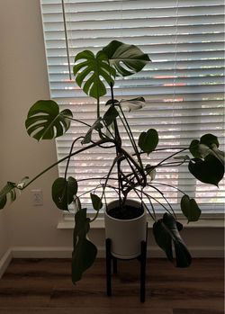 Live Monstera in White Pot with Stand