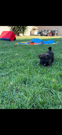 fake grass for pups