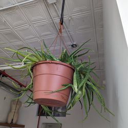 2 Large Aloe Plants