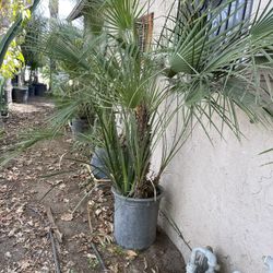 Mediterranean Palm Trees