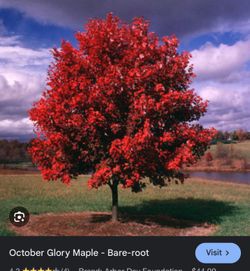 October glory maple tree 