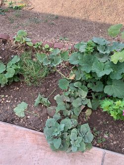 Part Two Of The Garden Plants