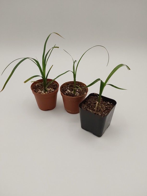 Ponytail Palms (young)