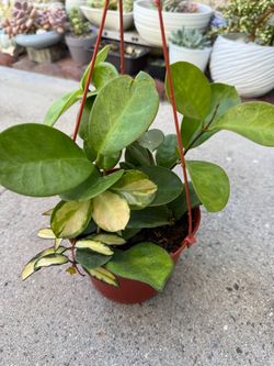 Variety  Hoya Plans in Hanging Pot ( 4 types of hoya)