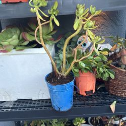 Tree Stonecrop