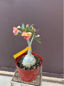 Xl bonsai desert rose in 8” pot