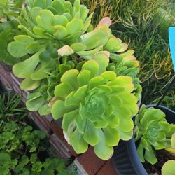 Succulent With Ceramic Pot