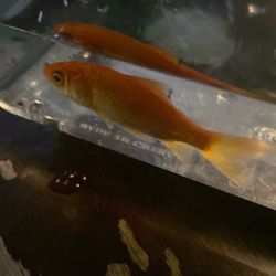 goldfish Bebeh 