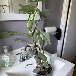Philodendron Silver Sword 