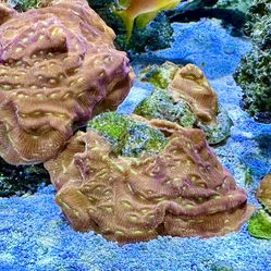 FAKE Coral Aquarium Decor FRAGS