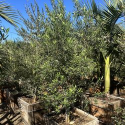 Olive Tree