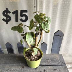 Aralia Fabián Bonsai 