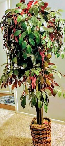 6 Ft Tall Nearly New Artificial Tree With Decorative Pot 