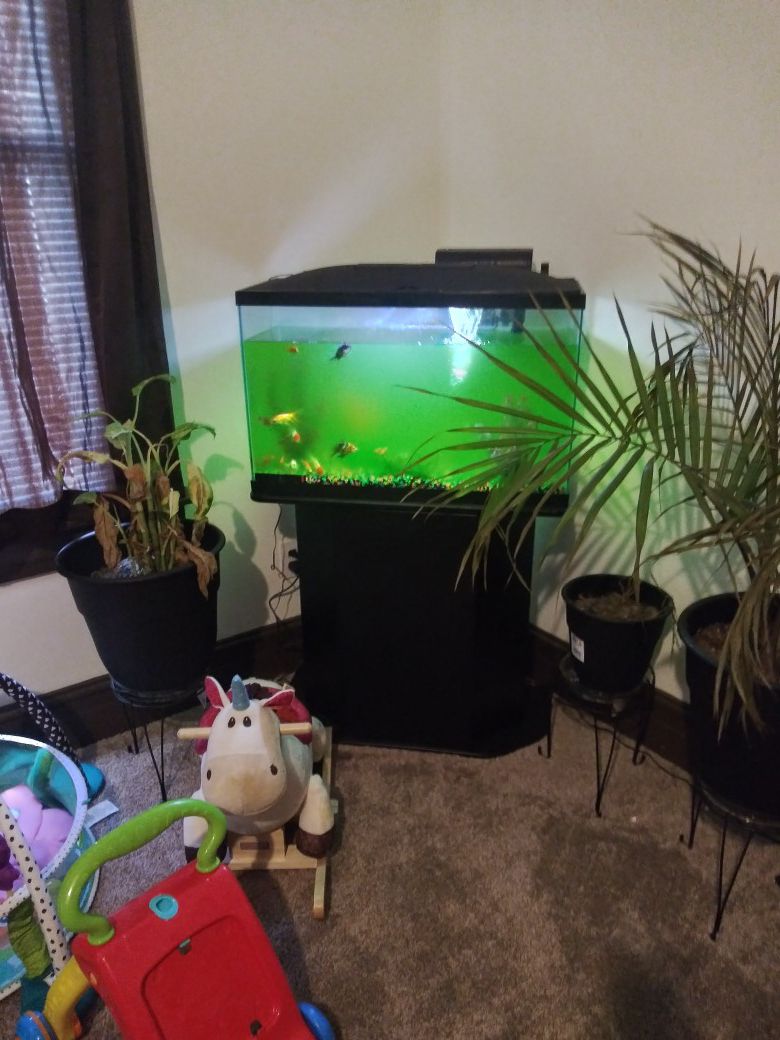 Willing to negotiate. 29 gallon fish tank as well as fish for sale