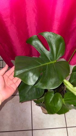 Mature Monstera