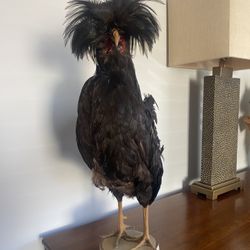 Bantam Rooster