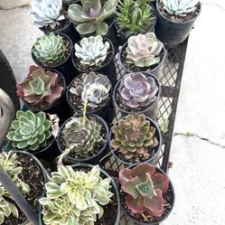 Succulents 