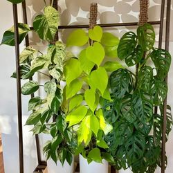 Lush Trailing lemon lime neon/ snow Queen Pothos Money Plant/ Swiss Cheese Monstera Adansonii/  House plant/ Indoor Plant Flower Patio Garden
