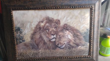 Lions showing affection beautiful picture hang on ur wall