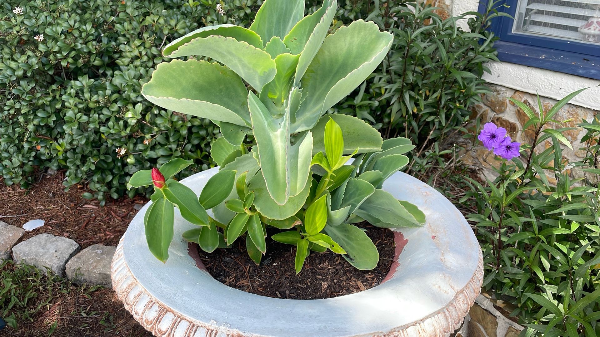 Lots of tropical Plants for sale ranging from a dollar to eight dollars