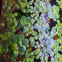 Frog Bits Live Aquarium Plants 