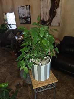 Lovely Ficus tree in new 9in ceramic Pot with stones
