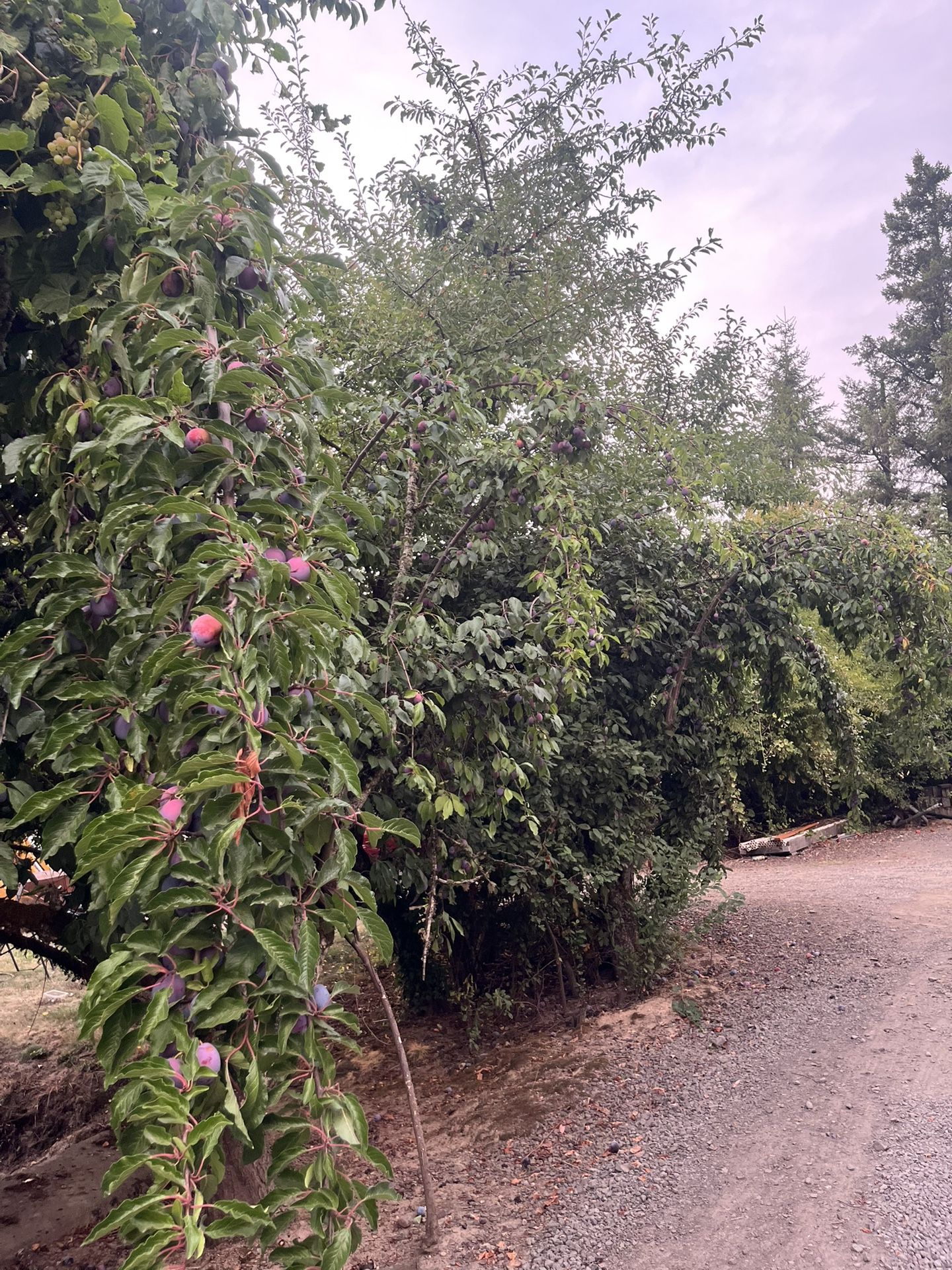Free Prunes And Pears