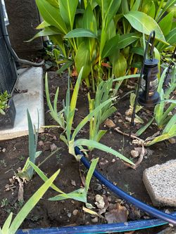 Bucket full of iris bulbs—free