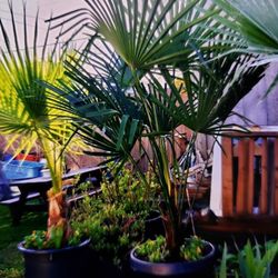 Beautiful 6ft Windmill Palm 