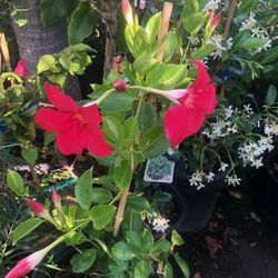 Mandevilla $18each