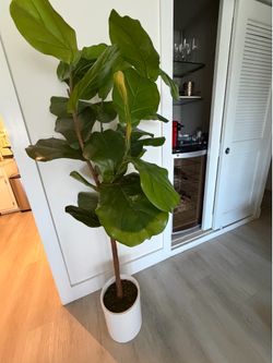 Beautiful large artificial Fiddle Leaf Fig tree in excellent condition.