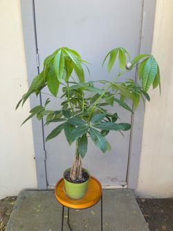 Pachira Braided Money Tree House Plant 6” Pot