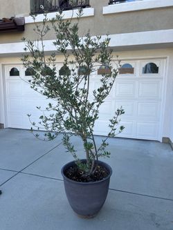Olive Tree $30