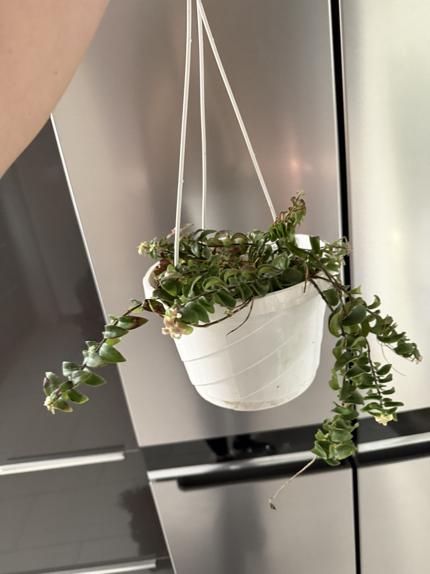 🪴Housplant Twisted Lipstick Plant