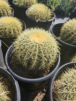 Golden Barrel Cactus 